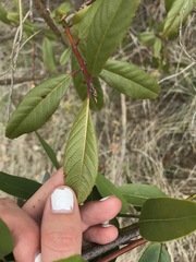 Frangula californica californica
