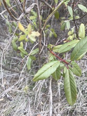 Frangula californica californica