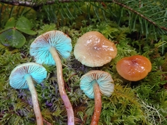 Rhodophana nitellina