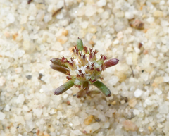 Blennospora drummondii