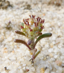 Blennospora drummondii