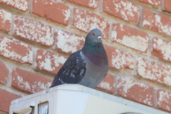 Columba livia