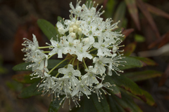 Rhododendron tolmachevii