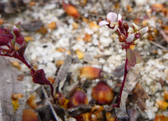 Levenhookia murfetii