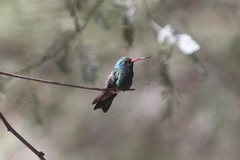 Cynanthus latirostris