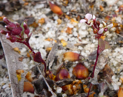 Levenhookia murfetii