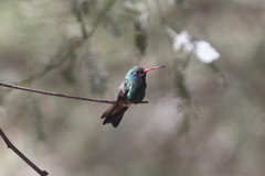 Cynanthus latirostris