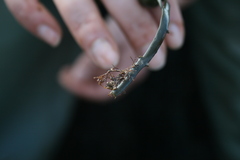 Vertebrata lanosa