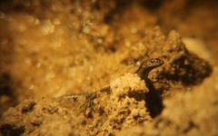 Cryptoblepharus africanus