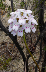 Stylidium crossocephalum