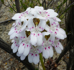 Stylidium crossocephalum