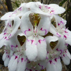 Stylidium crossocephalum