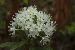 Rhododendron tolmachevii