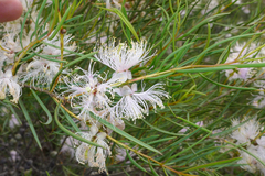 Melaleuca radula