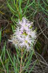 Melaleuca radula