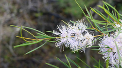 Melaleuca radula