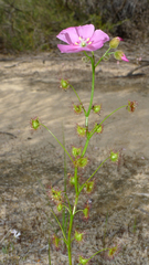 Drosera neesii