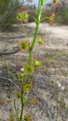 Drosera neesii