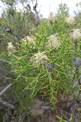 Petrophile rigida