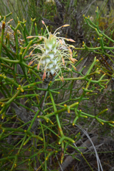 Petrophile rigida