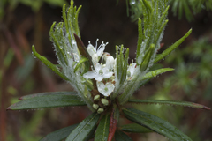 Rhododendron tolmachevii
