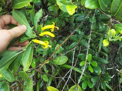 Scaevola glabra