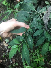 Solanum pseudocapsicum