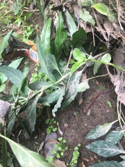 Solanum pseudocapsicum