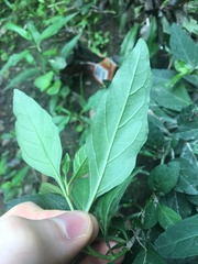 Solanum pseudocapsicum