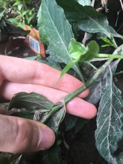 Solanum pseudocapsicum