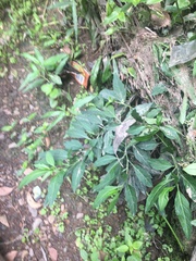 Solanum pseudocapsicum