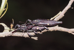 Rhinotia bidentata