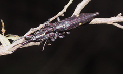 Rhinotia bidentata