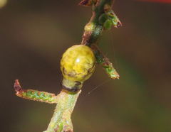 Calomela parilis