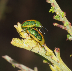 Calomela parilis