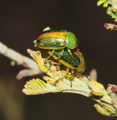 Calomela parilis