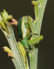 Calomela parilis