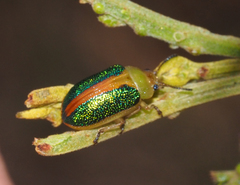 Calomela parilis