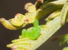 Calomela parilis