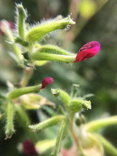 Cuphea paucipetala (Cuphea paucipetala)