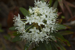 Rhododendron tolmachevii