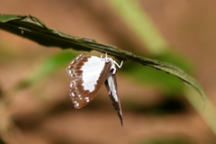 Stiboges nymphidia