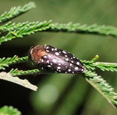 Diphucrania leucosticta