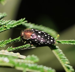 Diphucrania leucosticta