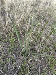 Iris missouriensis