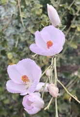 Malacothamnus fasciculatus