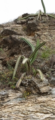 Stenocereus standleyi