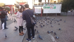 Columba livia domestica