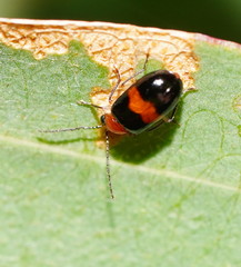 Monolepta rubrofasciata
