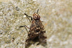 Euprosopia